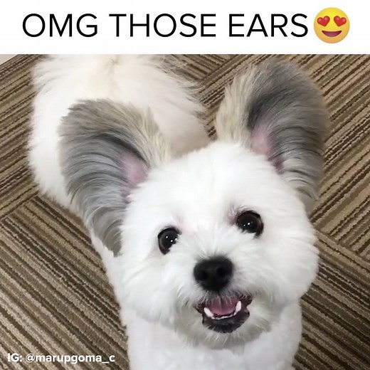 13M views · 420K reactions | This Dog Is Basically A Mouse | BuzzFeed Animals | Facebook