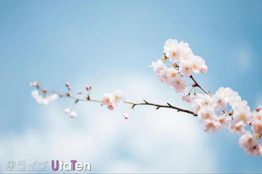 【花見】桜の歌おすすめ34曲！歌詞の人気ランキングと泣ける・盛り上がる桜ソング特集