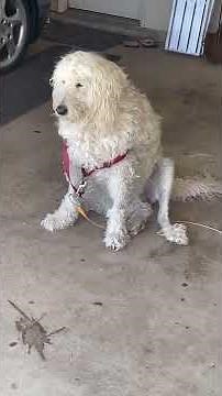 EASY FIX How to replace garage door cables, DIY in 15 minutes