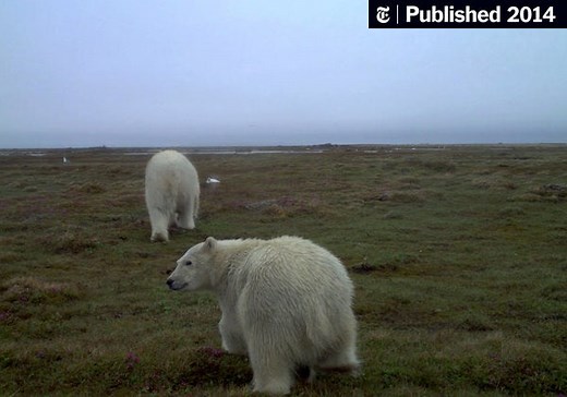 For Polar Bears, a Climate Change Twist