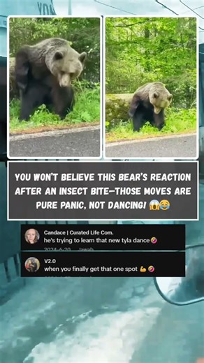Bear gets an insect bite and starts DANCING! 🐻😂 Panic mode ON! #Bear #Shorts #Funny