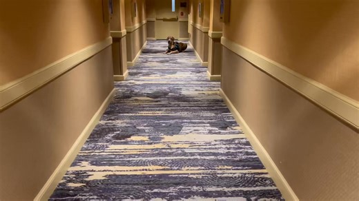 More from Cashew’s morning at the DECA competition. He took refuge from the 1,000 high school students in the lobby to practice recall and other skills on the much quieter second floor of the hotel. Such a happy boy! 🦮🐕‍🦺 Our 2026 Calendar is Here!🐕‍🦺🦮 We're thrilled to announce that the Service Dog Project 2026 Annual Calendar is now available for purchase! Get your 2026 calendar! https://service-dog-project-store.printify.me 🐕 GONE TO THE DOGS MONTHLY FUNDRAISER 🐕 Mark your calendars! 