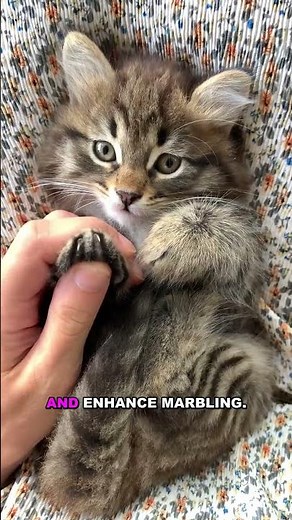 Why Kobe Beef Cattle Are Massaged - Unbelievable Truth!