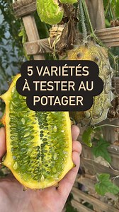 5 variétés à découvrir Le concombre citron 🍋, il en a la couleur mais pas plus, au niveau de goût on retrouve bien celui du concombre. Par contre l’intérêt est qu il est très productif et on peut le manger comme une pomme avec la peau. 🌱 Les faux poivrier, Sichuan, TIMUT, s’acclimatent très bien dans nos régions et résistent au froid 🥶. 🌱 Haricot blauhilde, de couleur violette et très productif. Par contre il faut prévoir un support car ils grimpent à 2/3m de hauteur. 🌱 Les agrumes, citron,