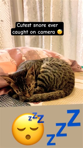 He Slept Like a Boss 😴💤 | The Snoring Legend Begins