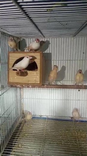 Beautiful Fawn Java | Birds Fusion #Shorts #Birds #Viral