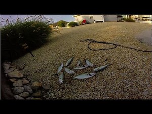 Snapper Bluefish Catch and Cook