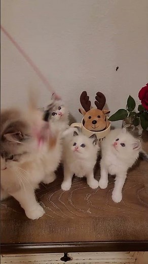 cute ragdoll kittens in Los Angeles #cat #kitten #ragdoll