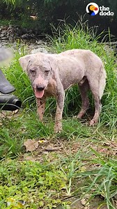 Nervous hairless dog stranded in front of a gas station becomes the biggest, fluffiest teddy bear 💛 | The Dodo