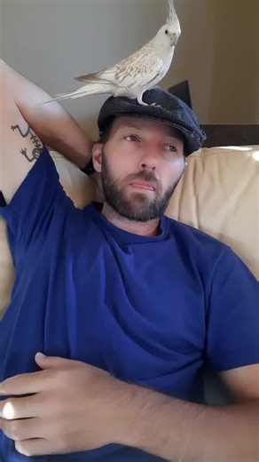 Cockatiel Interaction: Fun Moments with a Feathered Friend