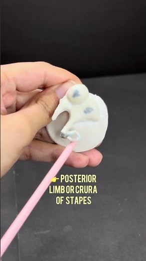 Quick OSPE of Ear Ossicles Incus and Stapes | Anatomy Made Simple 🔥
