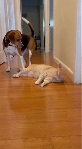 Adorable Cat and Dog Interactions That Will Melt Your Heart