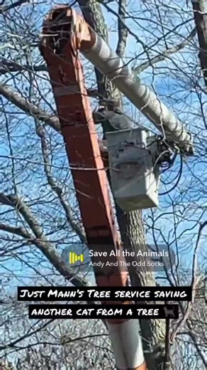 🚨 CAT RESCUE!! 🚨 When a sweet cat got stuck high in a tree, Manns Tree Service showed up and brought this baby down safely. ❤️🌳 Family-owned, fully licensed and insured, always ready to help. 📞 774-226-0908 (Dave) | Mann's Tree Service