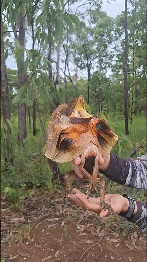 Up Close With a Frilled-Neck Lizard | Ancient-Looking Wildlife of the Northern Territory #nature