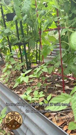 How Basil Self-Seeds & Comes Back Every Year - Easy Herb Gardening Tips