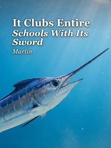 Atlantic Blue Marlin: What High-Speed Cameras Revealed