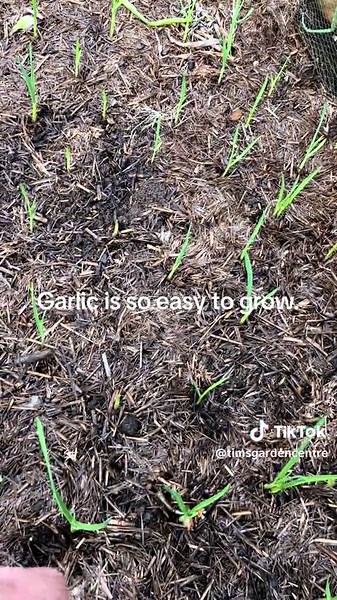 Easy Garlic Growing: Planting Tips and Harvesting Guide