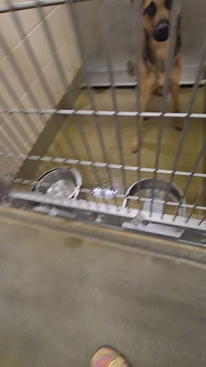 Needs out NOW! 🩵$50 PUPPY ADOPTION FEE