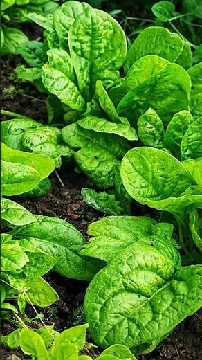 Spinach in the vegetable garden