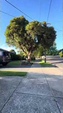 Melbourne the world 🌎 most liveable city 🌆 2026 #melbournediary #2026#suburb #neighborhood 🇦🇺🦘