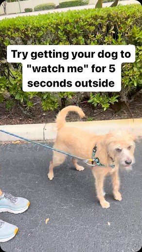 Try getting your dog to “watch me” for 5 seconds outside #dogtraining #puppiesofinstagram #dogtrainingismypassion y | Dynamite Dog Training