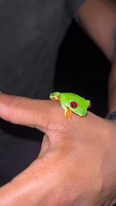 58K views · 472 reactions | Red-Eye Tree Frogs (Agalychnis...