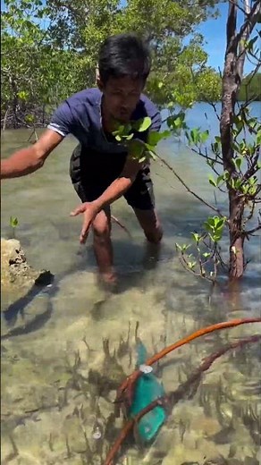 Giant Shell and Lapu-Lapu Fish 😱🐟 | Amazing Underwater Discovery!
