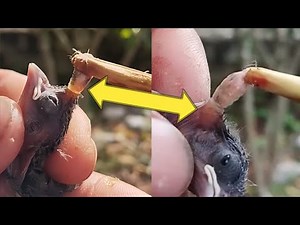 Botfly removing treatment for a baby Bird 🕊️