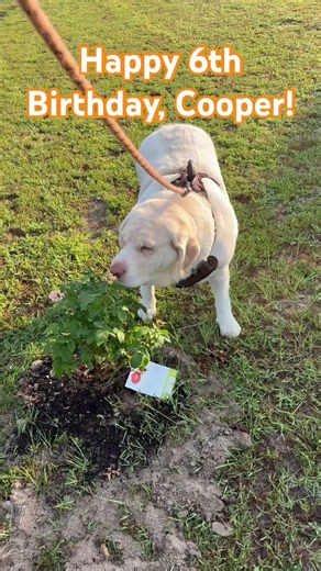 Happy 6th Birthday to Cooper!! #birthday #labrador #dudley #pets #dog #family