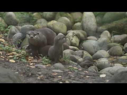 Adorable new otter pups are given their first swimming lessons at Chester Zoo