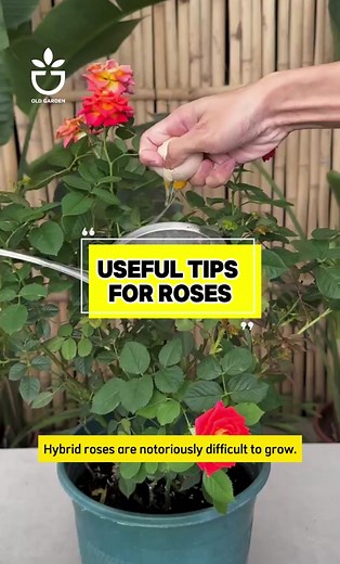 Useful tips for rose #Oldgardenshop #oldgarden #gardening101