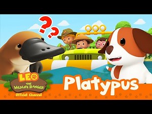 The PLATYPUS wants to go HOME! | Platypus | Kids Cartoon | Leo the Wildlife Ranger | #compilation