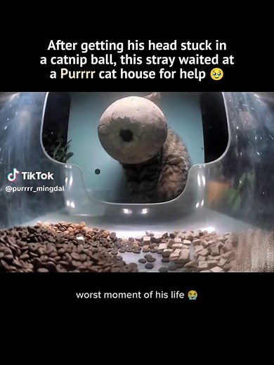 thats a huge catnip ball... pls dispose them properly 📝 #purrrr #straycats #poorcats #hungrycats #cathouse
