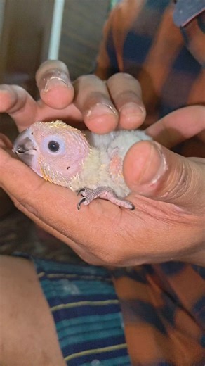 First Day of Baby Sun Conure at Home 😍 | Mini Vlog