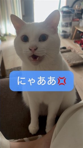 くしゃみすると怒るネコ🐈#怒る猫#くしゃみ #ねこ動画 #catshorts