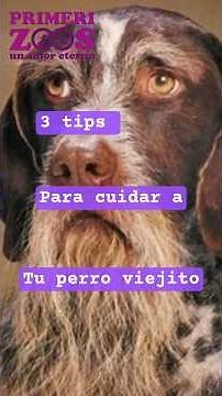 como cuido a mi perro viejito #perros #petlover #perro #mascotas #cuidadodemascotas