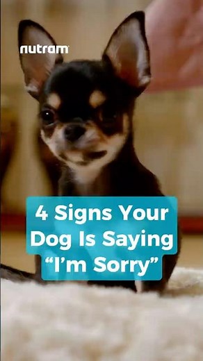 4 Adorable Ways Dogs Say “I’m Sorry” 🐶💚 | #shorts
