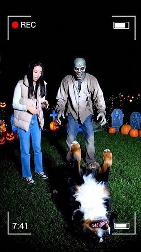 The Bernese Back Flop