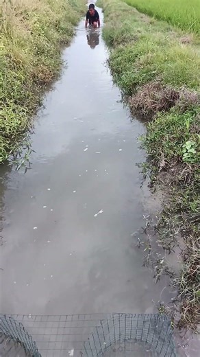 tehnik pengusiran ikan mujair