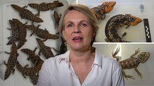 Wildlife bound for Hong Kong seized