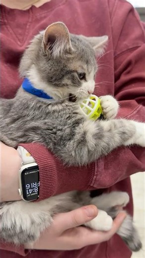 Kittens and puppies visit Purdue Animal Sciences class
