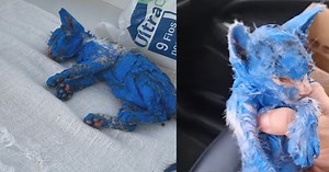 Kitten was dyed with toxic blue paint and left in the rain — rescuers help her make a stunning transformation