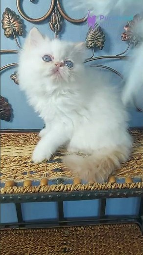 Adopt Milo: Adorable Red Tabby Point Persian Kitten 🧡 Fluffy & Blue-Eyed! #PersianKitten