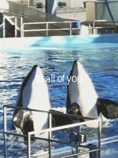 I love these girls 😭🤍 Takara & Sakari #orcas #killerwhales #seaworld #edit #toallofyou All footage is mine