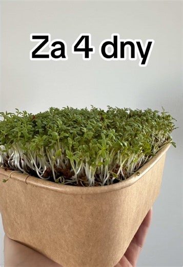 🌱🥗🥗 • #microplanet #microgreens #zelenina #mikrozelenina