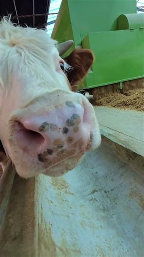 The cows graze on the farm 🐄