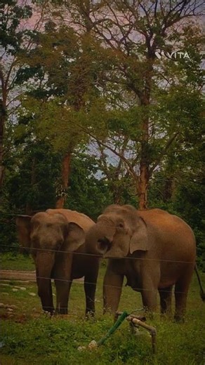 The Indian elephant (Elephas maximus indicus) #elephant #animals #wildlife #nature #cute