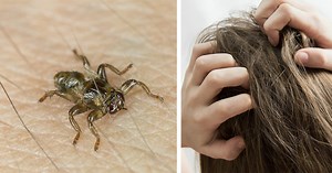 Warning over deer flies: Now they want to nest over the winter and multiply in your hair