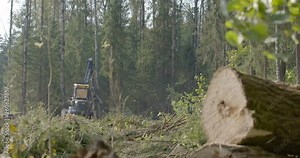 Logging machine cutting down trees, cutting branches and laying trunks for further transportation to the woodworking factory