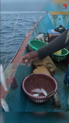 Catching Yellowtail Scad in the Deep Sea #fishing #fishingvideo #fishingtime